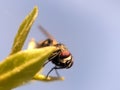 TheÃÂ houseflyÃÂ & x28;Musca domeia& x29; is a fly of the suborder Cyclorrhapha. in indian village garden image